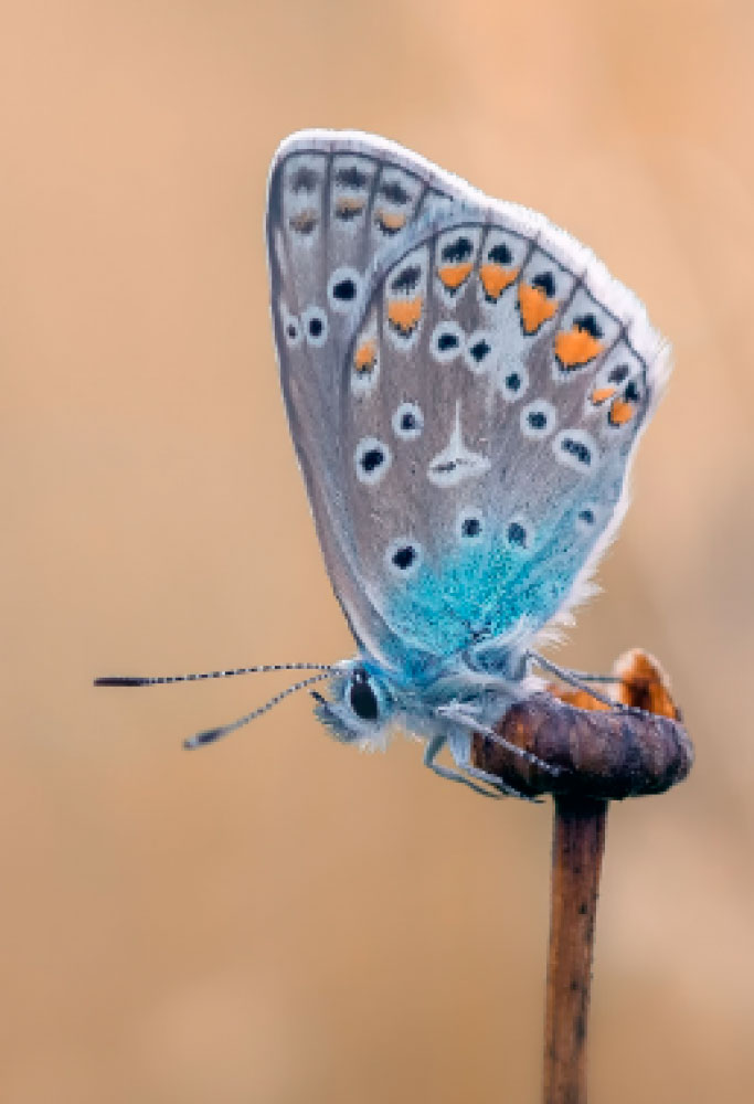 L.E. Aula 145 — Felicidade e infelicidade relativas — Parte 2