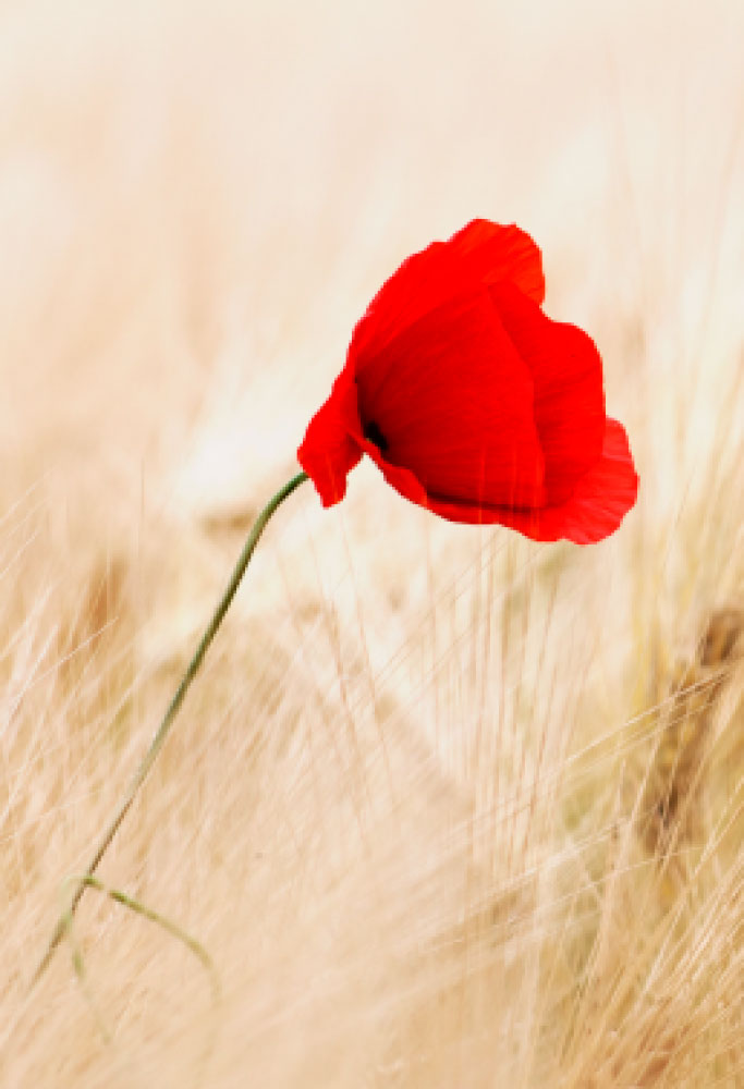 L.E. Aula 100 — Privações voluntárias. Mortificações.